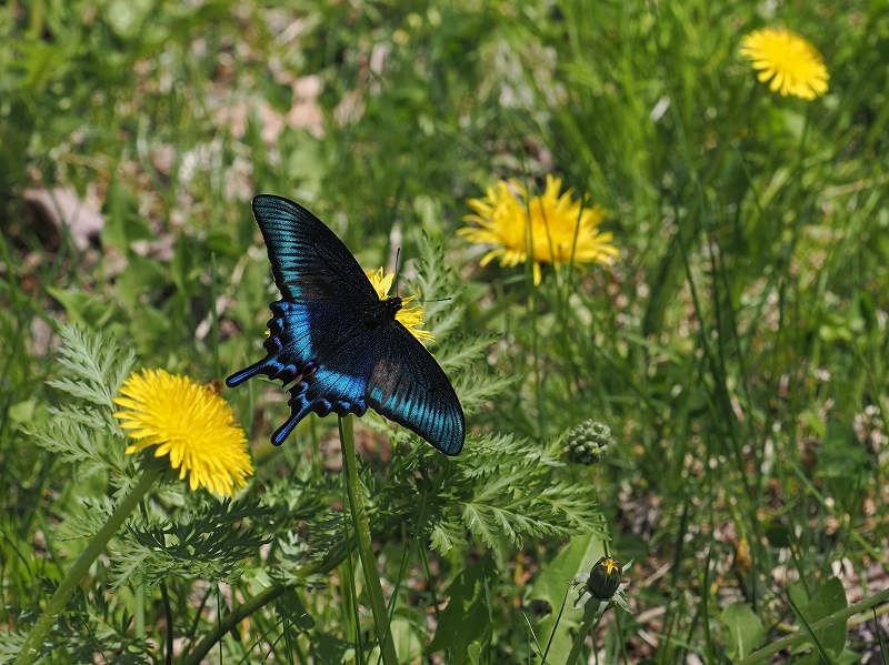 北海道帯広周辺 ミヤマカラスアゲハ